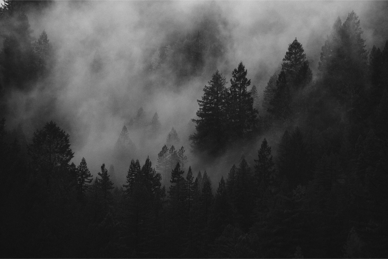 Misty forest landscape representing tranquility and digital minimalism philosophy